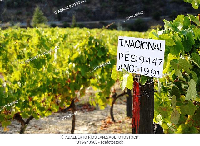 Grape Fields at the Symington States, Pinhao,  Duoro Valley, Duoro, Portugal
