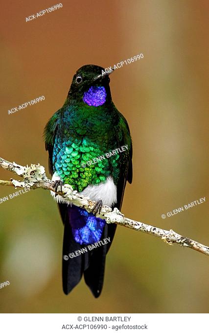 Glowing Puffleg (Eriocnemis vestita) perched on a branch in the mountains of Colombia, South America