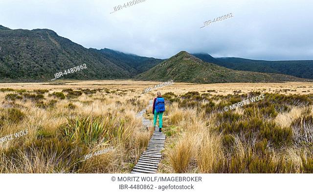 Hiker on trail through swampland, Pouakai Circuit, Egmont National Park, Taranaki, North Island, New Zealand