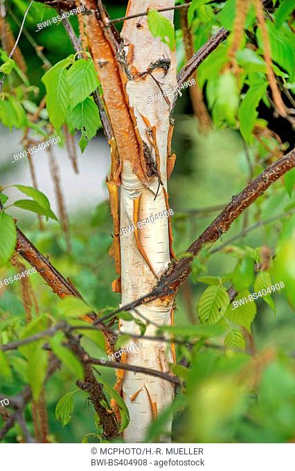 Downy birch, Chinese Red Birch (Betula utilis 'Fascination', Betula utilis Fascination), trunk of cultivar Fascination, Poland, Niederschlesien