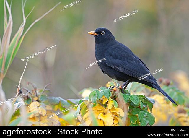 Amsel, das Maennchen verteidigt das Brutrevier und vertreibt andere Konkurrenten - (Schwarzdrossel - Foto vom Maennchen) / Common Blackbird