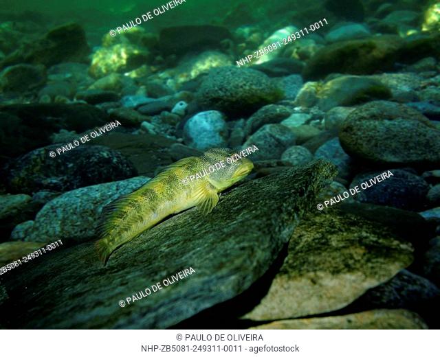 Freshwater blenny, Salaria fluviatilis, on river environment. Digital composite. Portugal