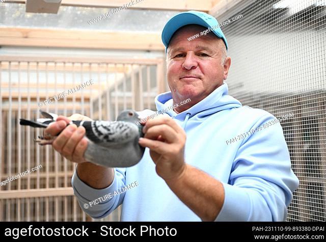 PRODUCTION - 30 October 2023, Baden-Württemberg, Königsbach-Stein: Pigeon fancier Andreas Drapa keeps a breeding pigeon in a pigeon loft