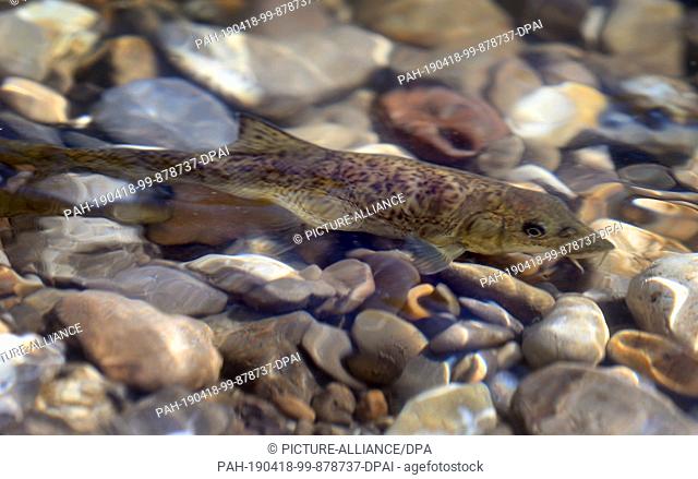 18 April 2019, Bavaria, Waltenhofen: A nose just released into the river Iller swims off. During a renaturation campaign 5700 noses and 2000 barbs were...