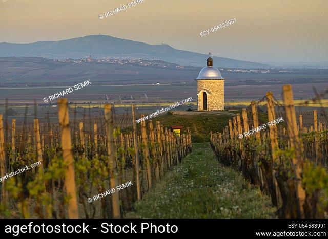 Vineyards near Velke Bilovice with Palava in Southern Moravia, Czech Republic