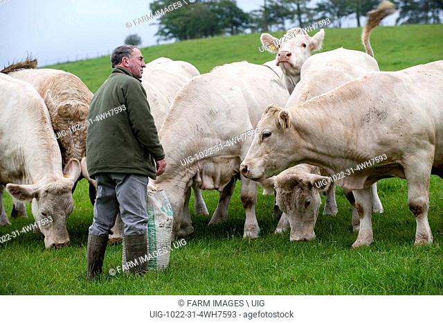 Farmer looking at his herd of Charolais cattle. (Photo by: Wayne Hutchinson/Farm Images/UIG)