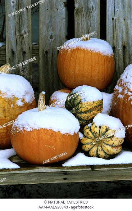 Pumpkins on Bench with Snow