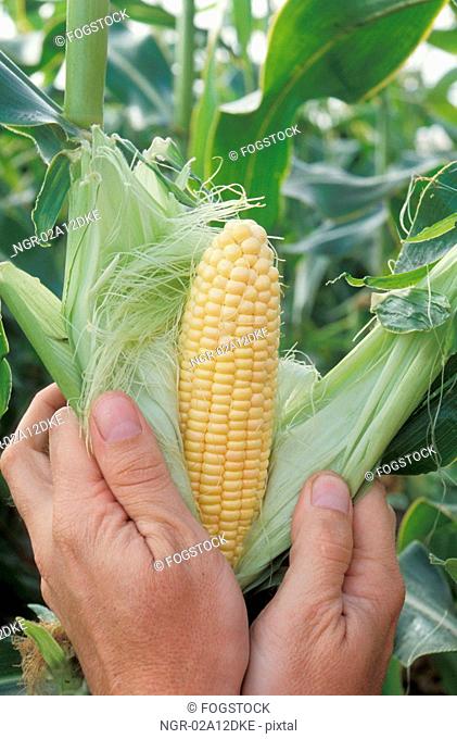 Two Hands Pulling the Husk Back From an Ear of Corn