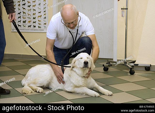 Golden Retriever at the vet. Vet listening to dog with stethoscope