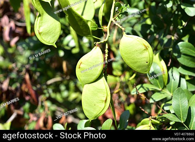 Weeping boer-bean (Schotia brachypetala or Schotia latifolia) is a deciduous tree native to southern Africa. Immature fruits detail