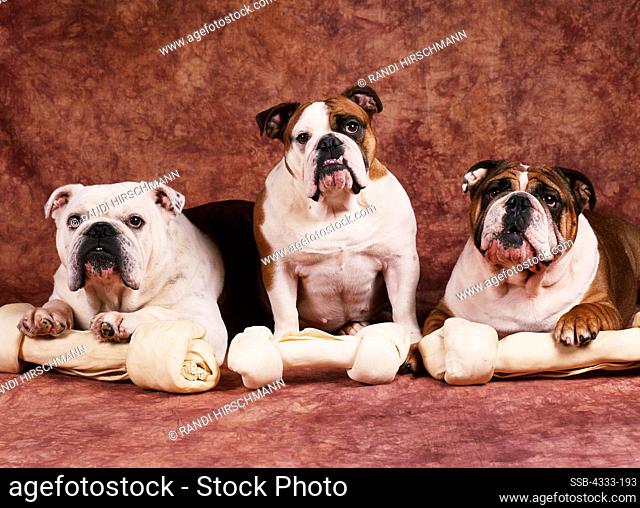 Bulldogs, AKC, 7-year-old 'Romeo', 1 1/2-year-old 'Maddison' and 3-year-old 'Tonka' photographed at Randi's studio and owned by Billy and Miranda Daniell of...