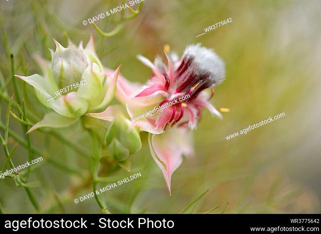 Blooming Blushing bride (Serruria florida)