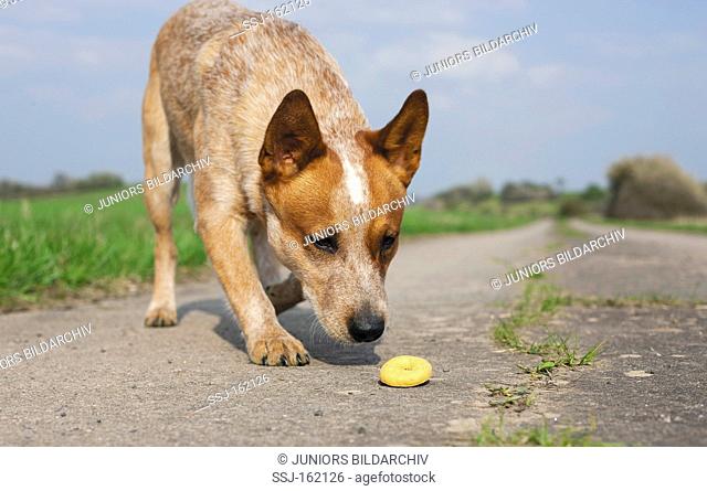 Australian Cattle dog sniffing at treat