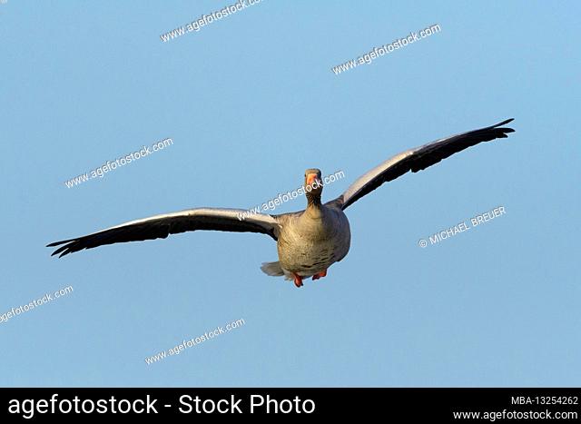 Greylag goose (Anser anser), March, Hesse, Germany