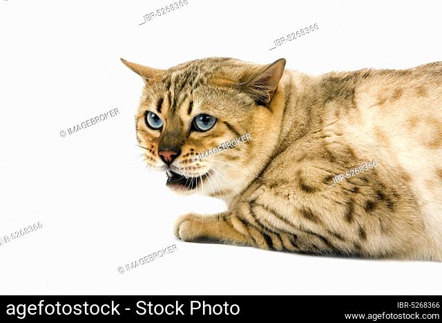 Seal Mink Tabby Bengal Domestic Cat, Male Lying Against White Background