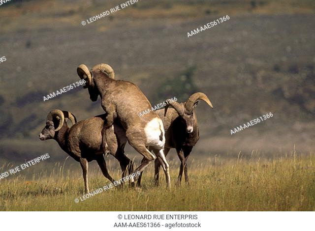 Dominant Bighorn Sheep Attempting to Mount Subordinate Ram