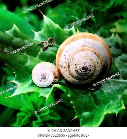 Snails perch on a thorny plant in Prado del Rey, Sierra de Grazalema, Andalusia, Spain