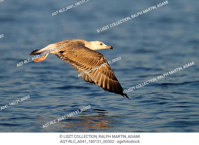 Caspian Gull, Larus cachinnans