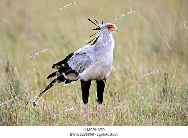 secretary bird, Sagittarius serpentarius (Sagittarius serpentarius), standing in grass, Kenya, Masai Mara National Park