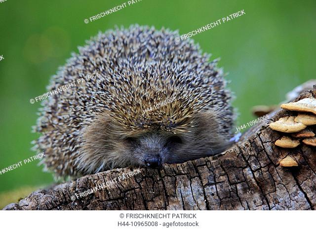 Tree stump, common hedgehog, Erinaceus europaeus, European hedgehog, spring, wood, hedgehog, insectivore, Switzerland, stings, prickles, wood, forest
