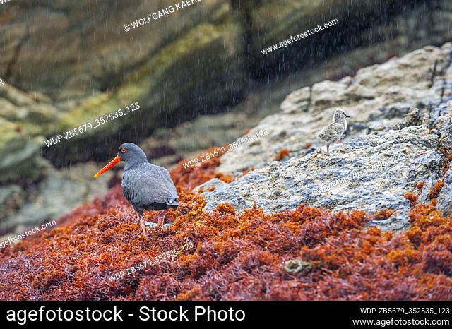 A variable oystercatcher (Haematopus unicolor) with chick, endemic to New Zealand, on the rocks of Dusky Sound in Fjordland National Park on the South Island of...