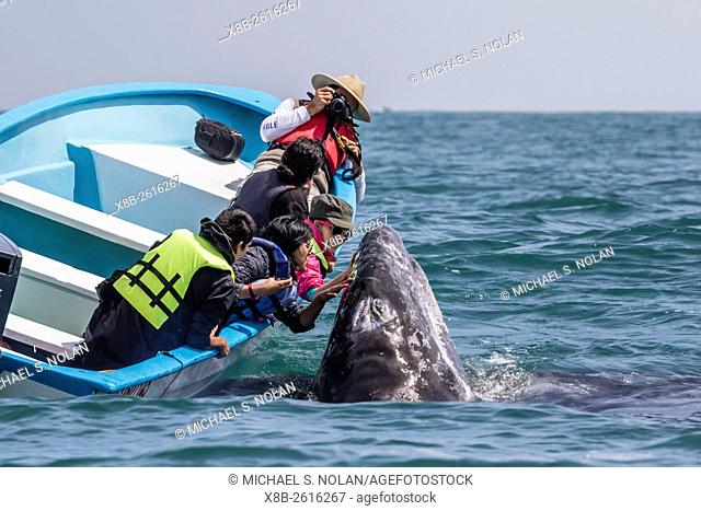 California gray whale, Eschrichtius robustus, surfacing with excited whale watchers in San Ignacio Lagoon, Mexico