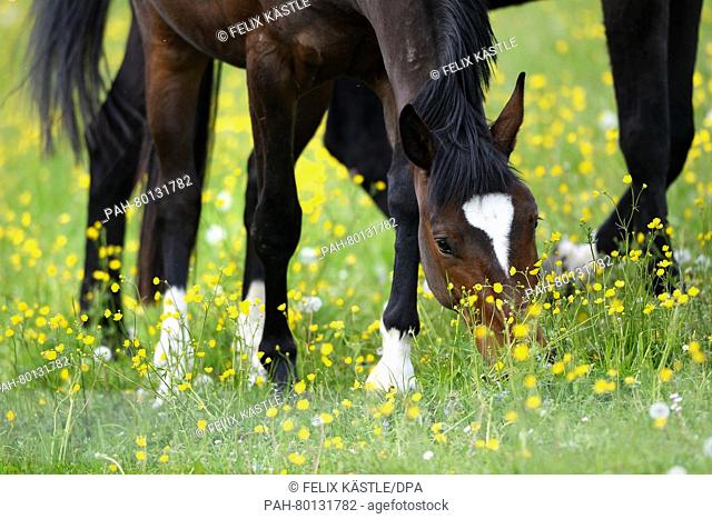 Two ponies grazing in a meadow where buttercup flowers are growing near Tettnang, Germany, 4 May 2016. Photo: Felix Kaestle/dpa | usage worldwide