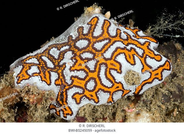 , colony tunicates (Botryllus sp.), Lembeh Strait, North Sulawesi, Indonesia, Sulawesi