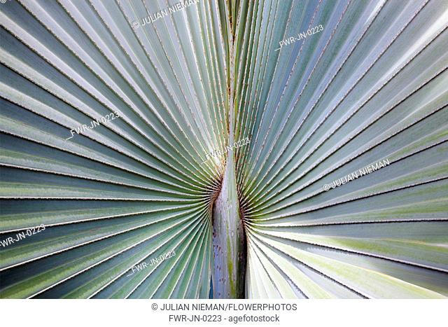A silver blue grey Fan palm cultivar, Close view of the ribs radiating out from the centre, Shot in Vietnam