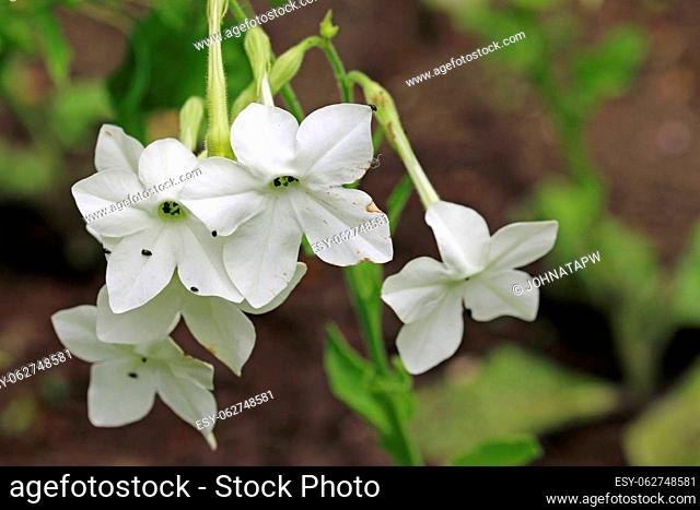 White tobacco plant, Nicotiana species, flowers in close up with a blurred background of leaves