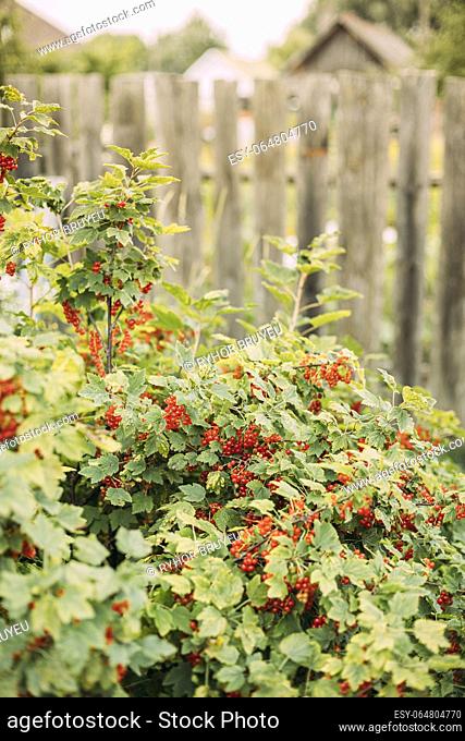 Genetically Modified Food Concept. Organic Food. Bush Of Redcurrant Or Red Currant Ribes Rubrum Branch. Growing Organic Berries In Garden