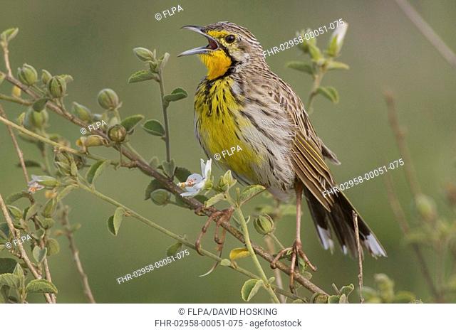 Yellow-throated Longclaw, calling, singing, Macronyx croceus Perched on top of tree Tanzania, Africa
