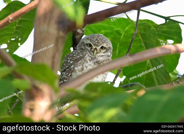 Spotted owlet on a branch in Kanha National Park, India. Scientific name Athene Brama