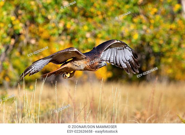 Red-tailed hawk (Buteo jamaicensis) in flight