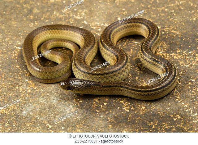 Lesser striped necked snake, Liopeltis calamaria, Rare, Mahabaleshwar, Maharashtra