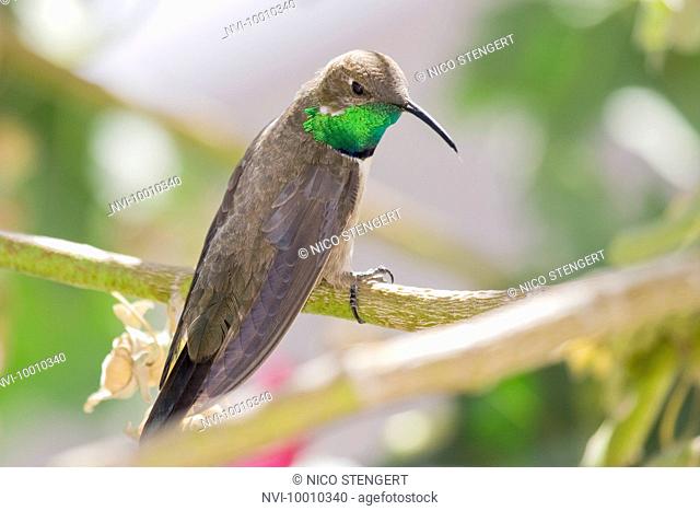 Andean Hillstar hummingbird, Oreotrochilus estella, Putre, Chile, South America