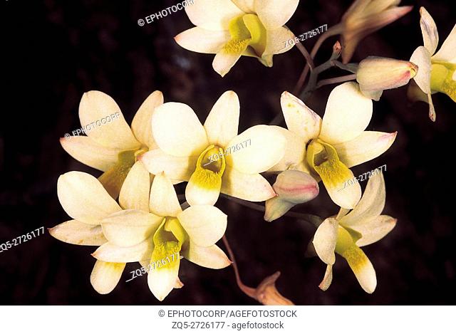 Dendrobium Ovatum. Family: Orchidaceae. An epiphytic orchid with pseudobulbs that flowers in the dry season