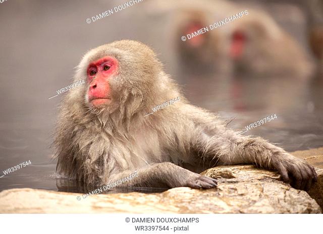 Japanese macaque in hot spring, Jigokudani, Nagano, Japan, Asia