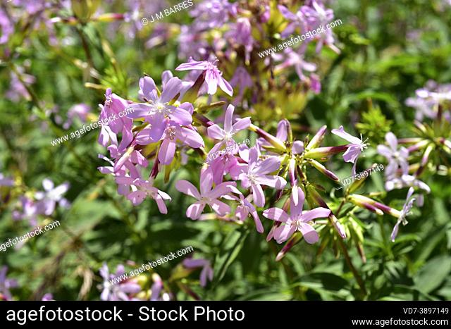 Common soapwort (Saponaria officinalis) is a perennial herb native to Europe (central and southern) and Asia