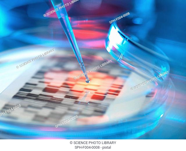 Genetic research, conceptual image. DNA deoxyribonucleic acid autoradiogram in a petri dish