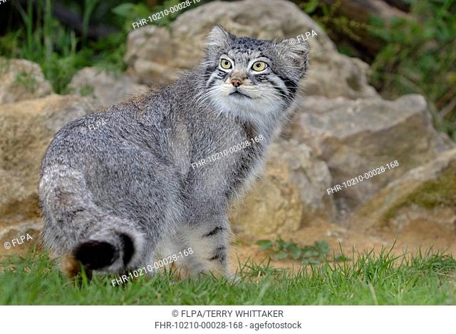 Pallas's Cat Felis manul adult, looking over shoulder, summer coat
