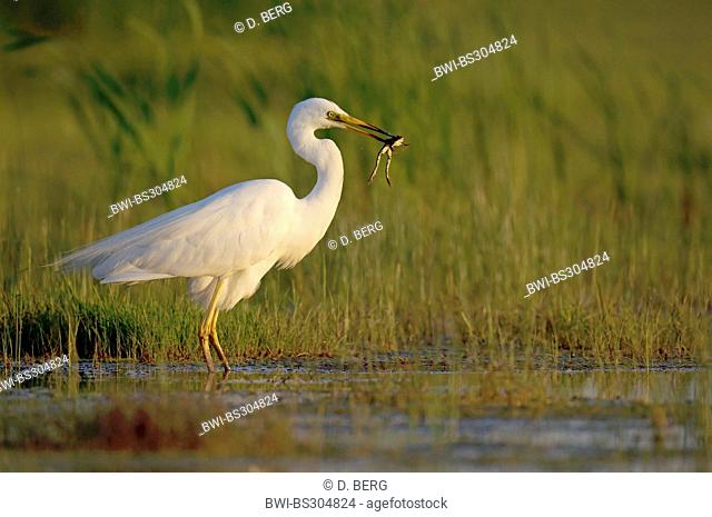great egret, Great White Egret (Egretta alba, Casmerodius albus, Ardea alba), with caught frog in its beak, Hungary, Kiskunsagi, Fuellopszallas