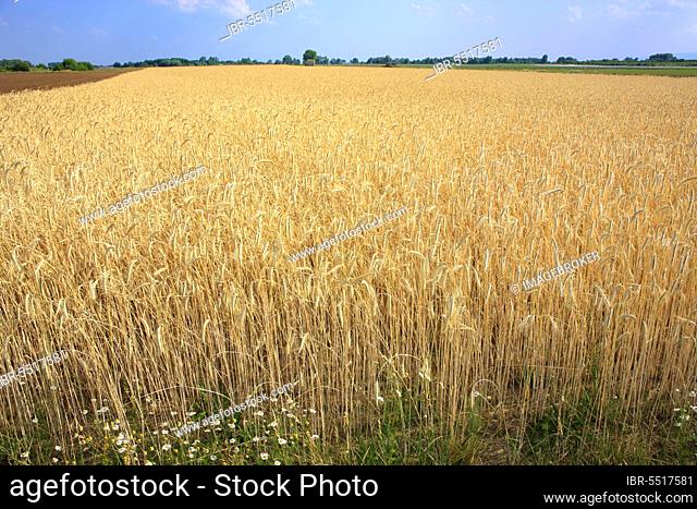 Rye field (Secale cereale), Germany, Europe