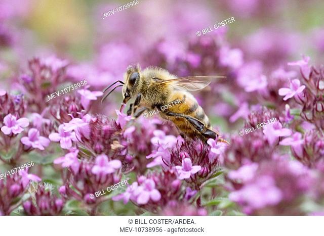 Honeybee - feeding on Thyme (Apis mellifera)