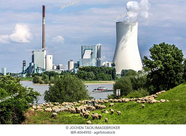 Sheep on the pasture in front of the Walsum STEAG power plant, a coal-fired power station, cooling tower Block 10, on the Rhine, Duisburg, Ruhr district