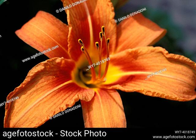 hemerocallis aurantiaca flower, alzano lombardo, italy