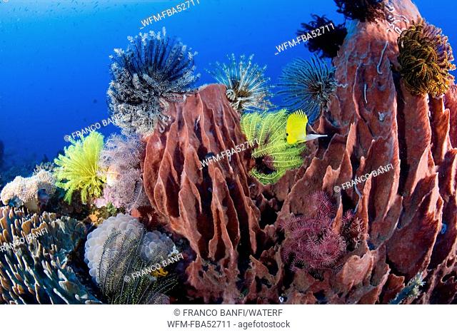 Colorful Coral Reef with Barrel Sponge, Xestospongia tesudinaria, Siau Island, Sangihe-Talaud Archipelago, Sulawesi, Indonesia
