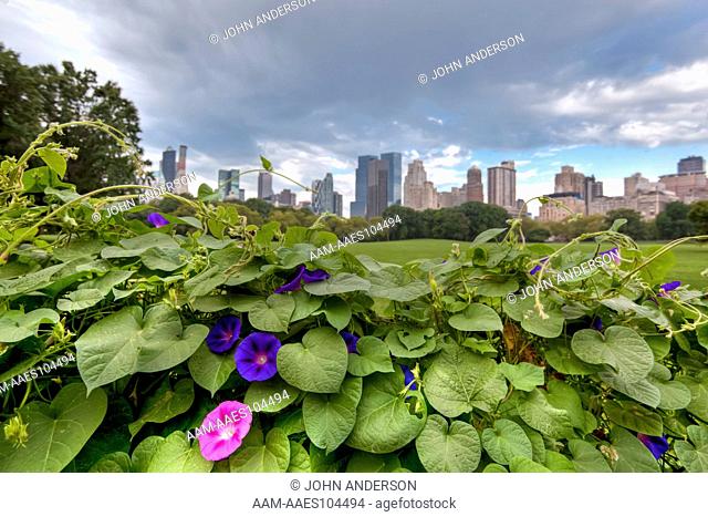 Sheeps head meadow in front of Central Park South with morning glories in foreground