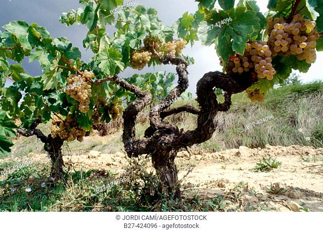 Albet i Noya vineyards, used to make organic wine. Sant Pau d'Ordal, L'Alt Penedés, Barcelona province, Spain