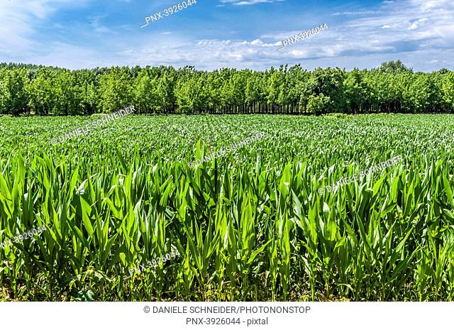 France, Gironde, right side of the Garonne river, Entre-deux-Mers, cornfield and poplar plantation by the Garonne river in Saint-Macaire